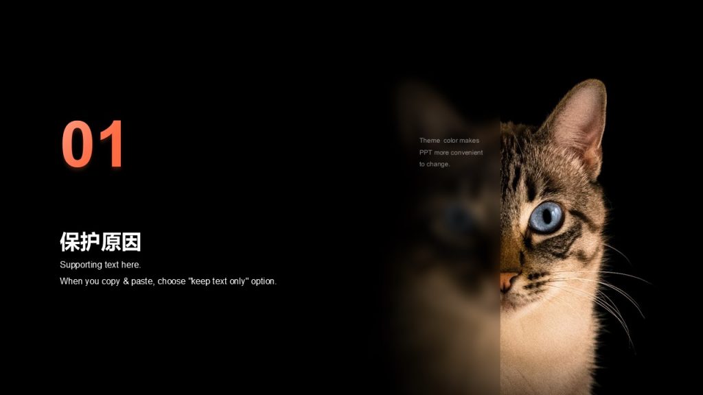 动物保护主题猫猫救助主题PPT模板